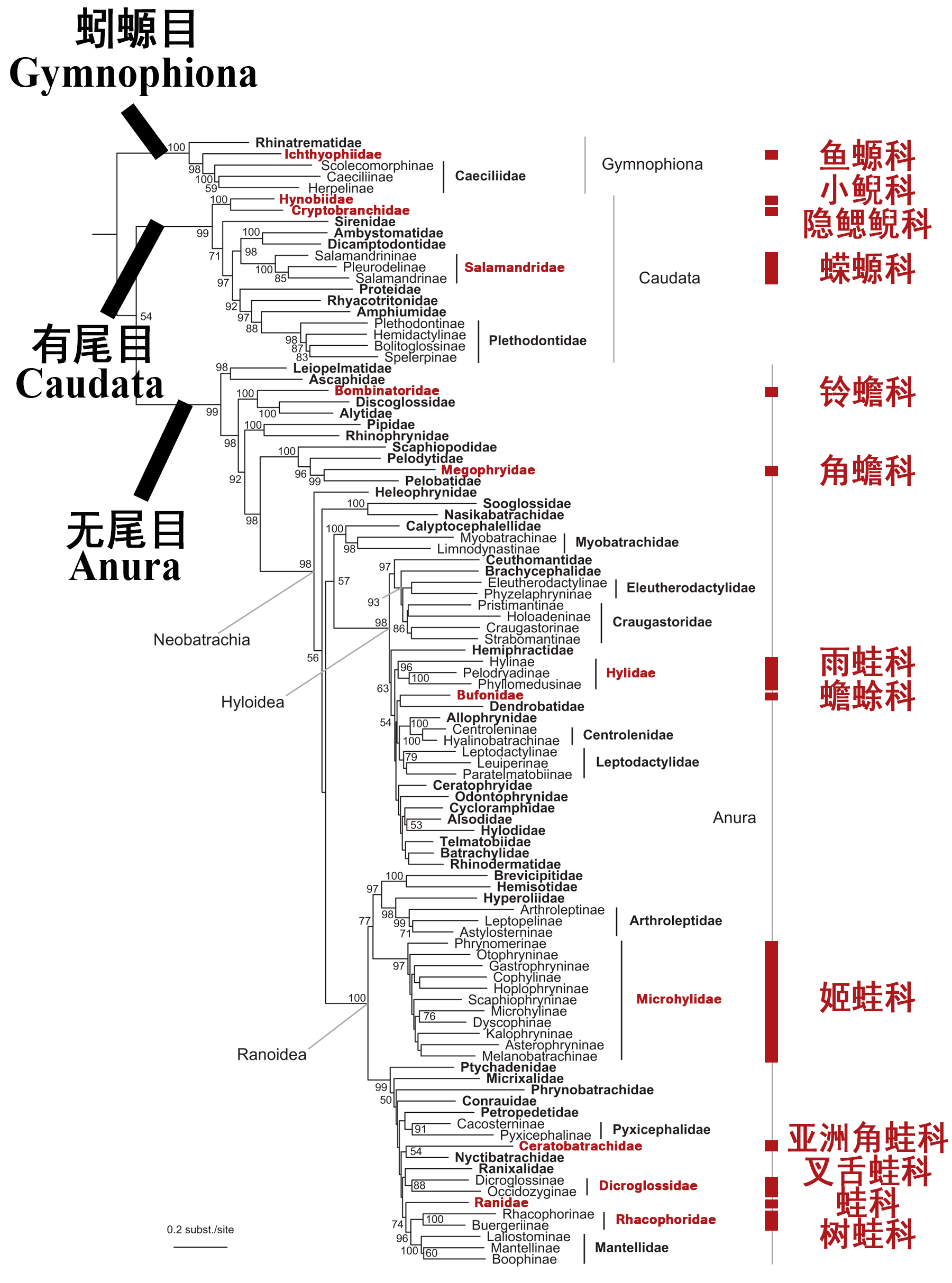 生命之树