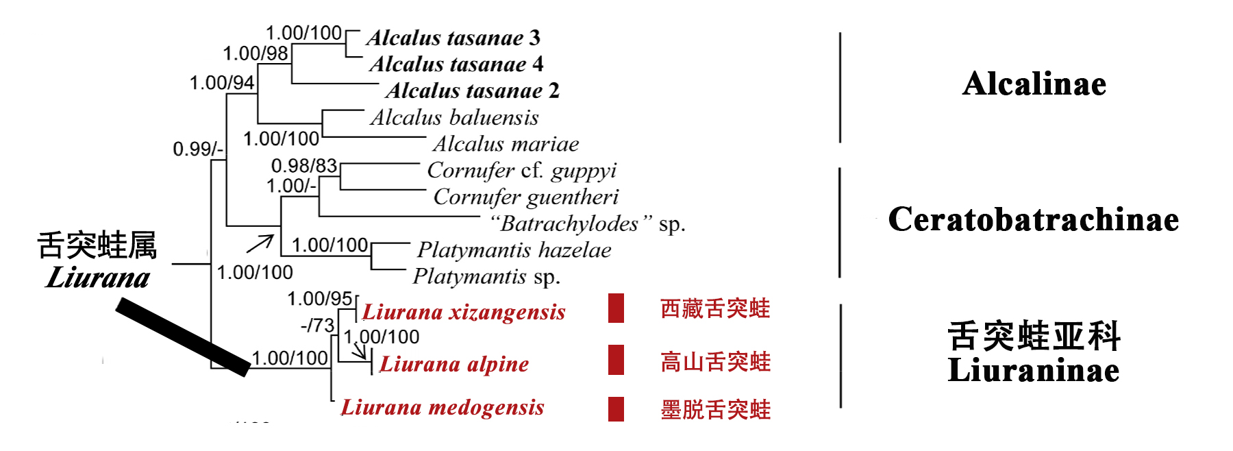 生命之树