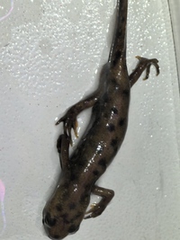 黄岗山蝾螈<i>Hypselotriton huanggangensis</i>