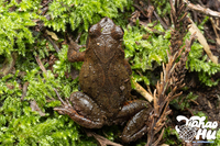 道济角蟾<i>Boulenophrys daoji</i>