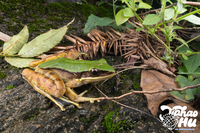 龙头山臭蛙<i>Odorrana leporipes</i>