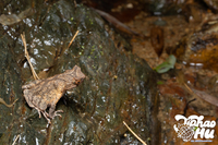仙居角蟾<i>Boulenophrys xianjuensis</i>
