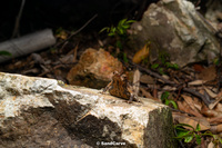 立春角蟾<i>Boulenophrys lichun</i>