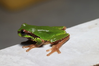 大别山雨蛙<i>Hyla dabieshanensis</i>